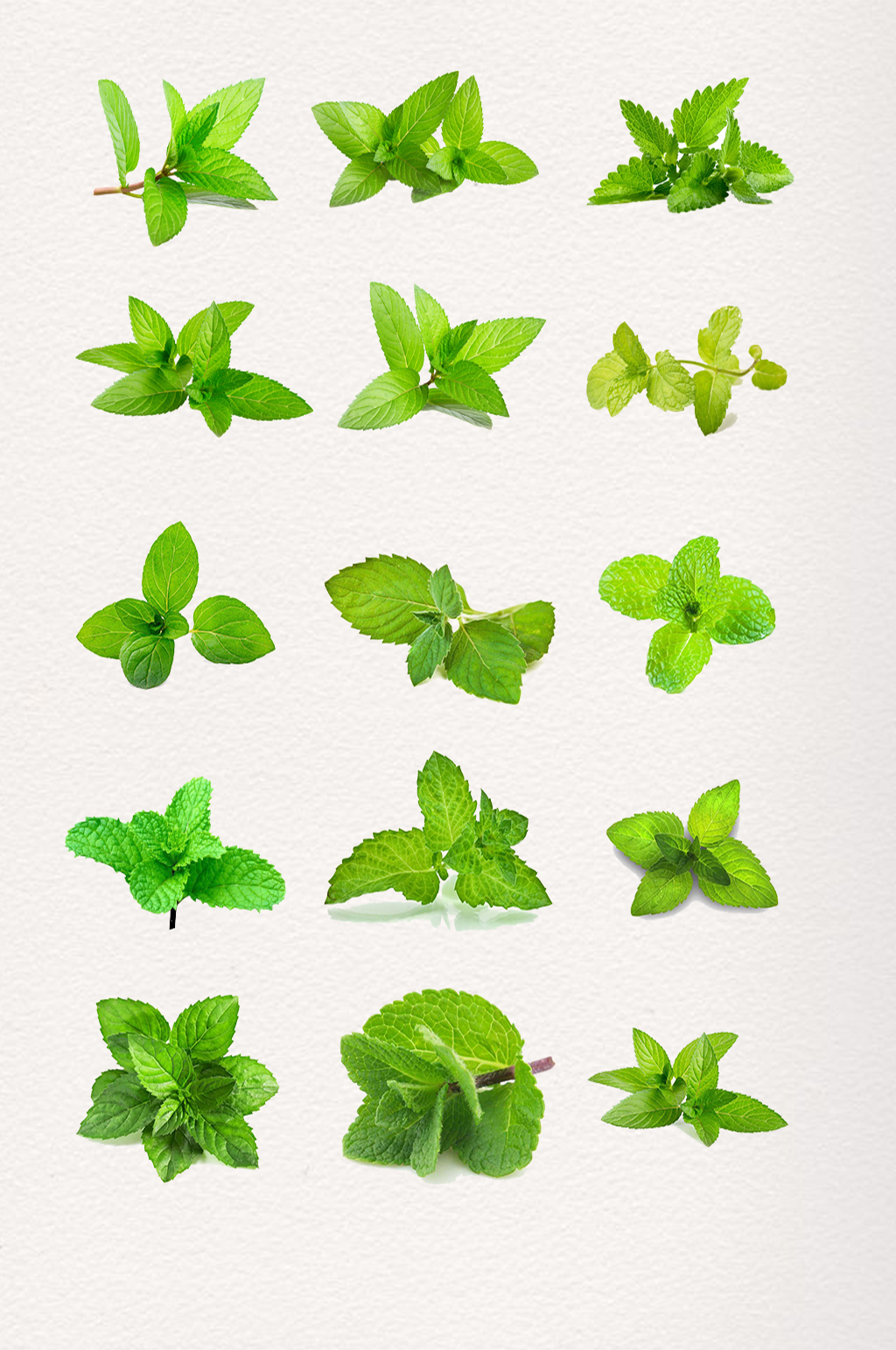 绿色薄荷植物素材