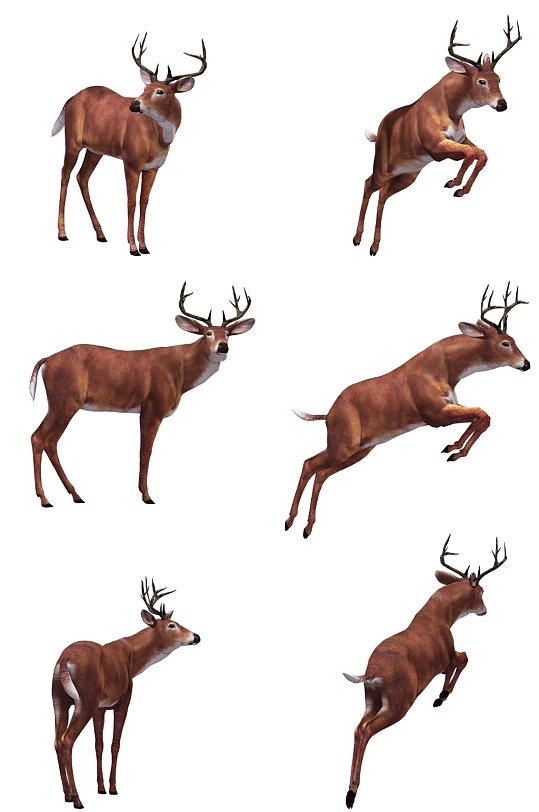 梅花鹿动物免扣素材