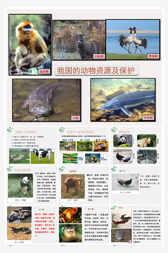 卡通儿童保护野生动物宣传主题班会课件-众图网