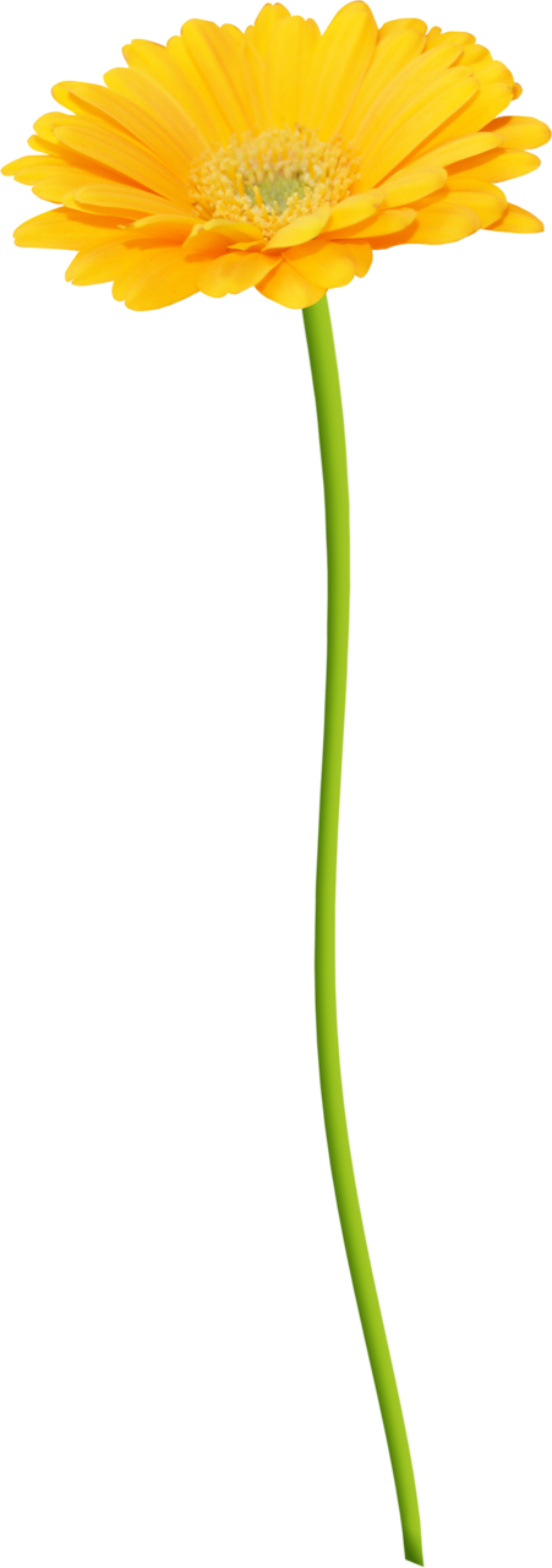 花卉花朵免抠png素材素材