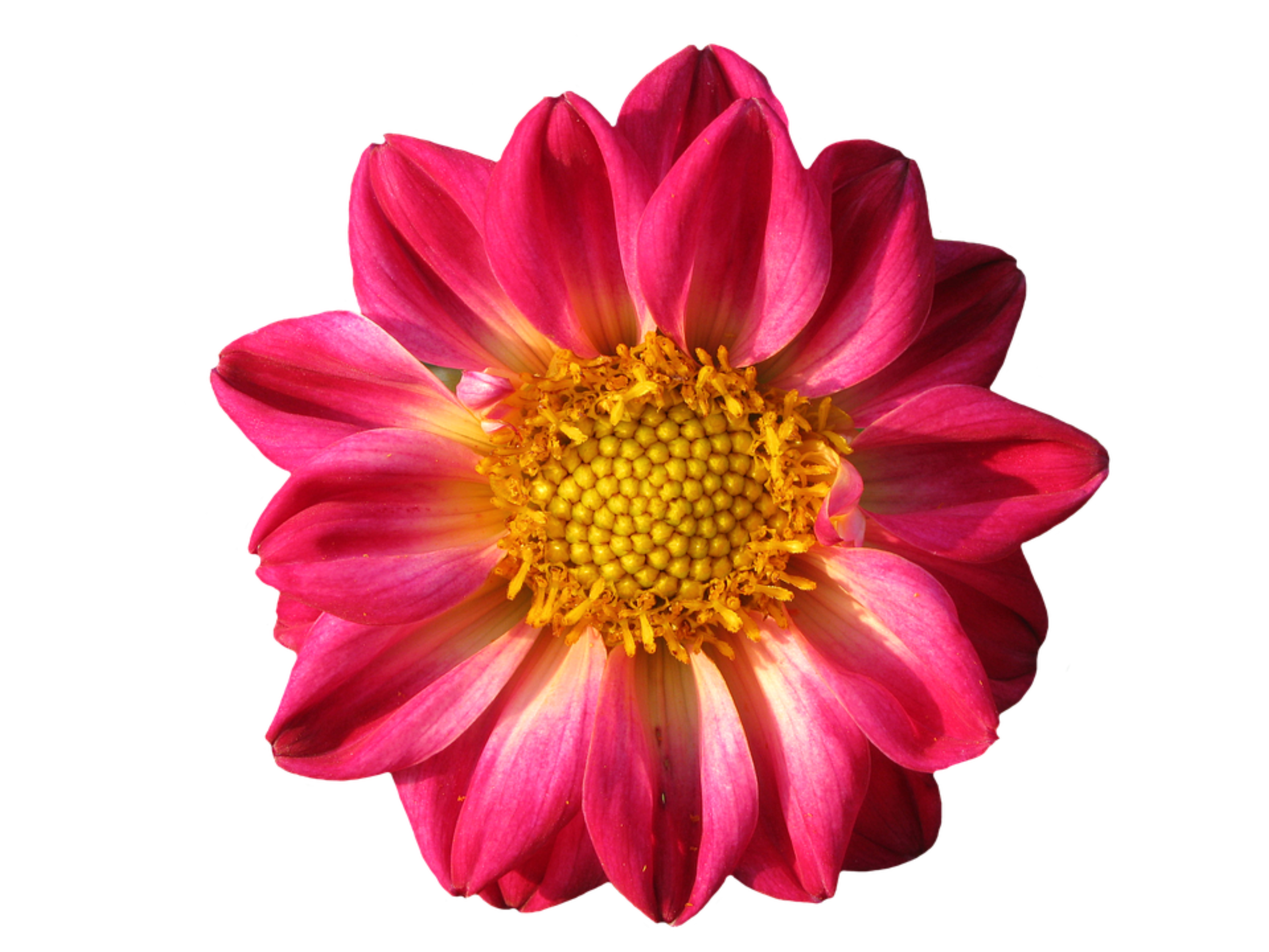 手绘花卉花朵免抠图素材