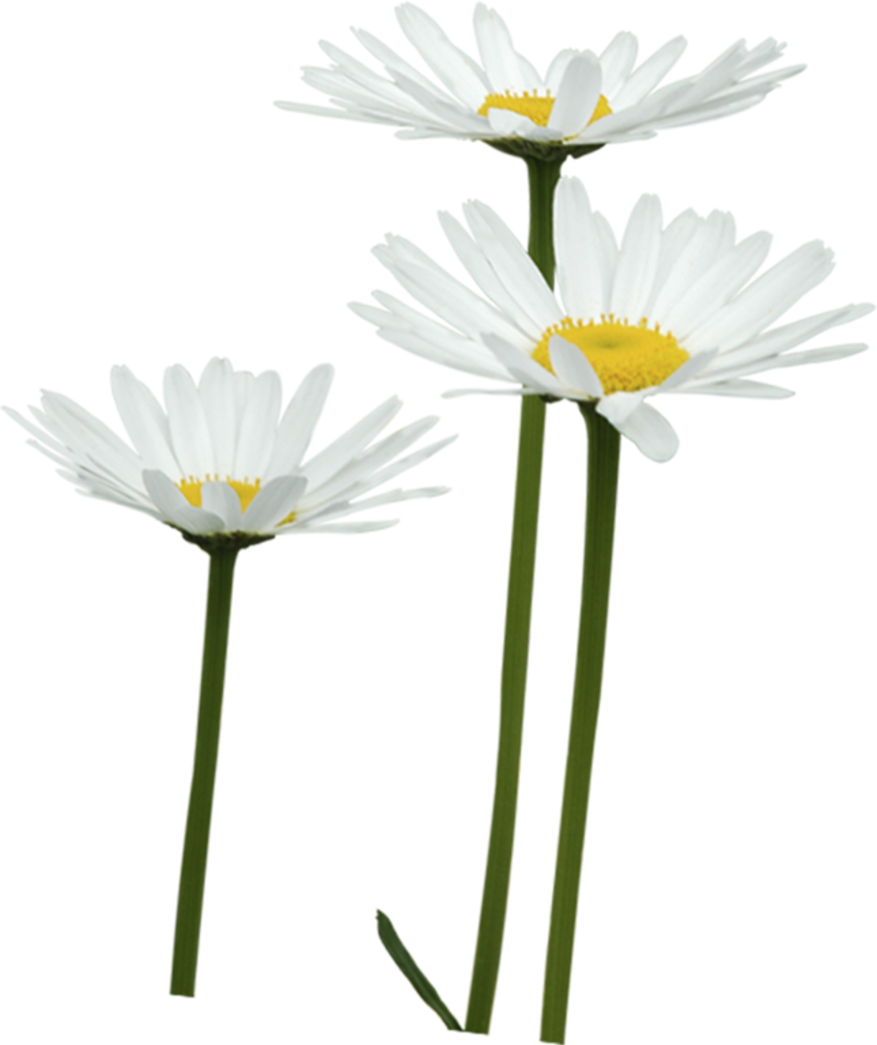 手绘花卉花朵免抠png素材素材