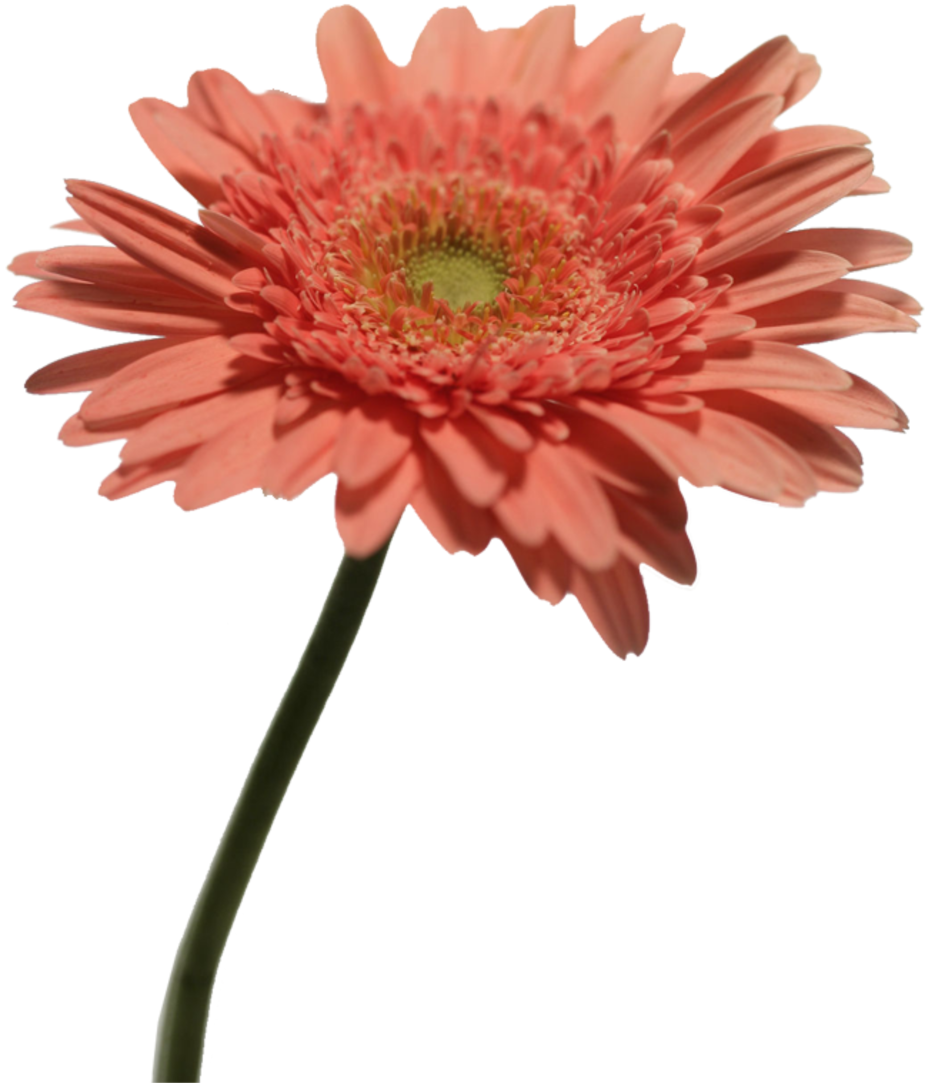 花卉花朵免抠png素材素材