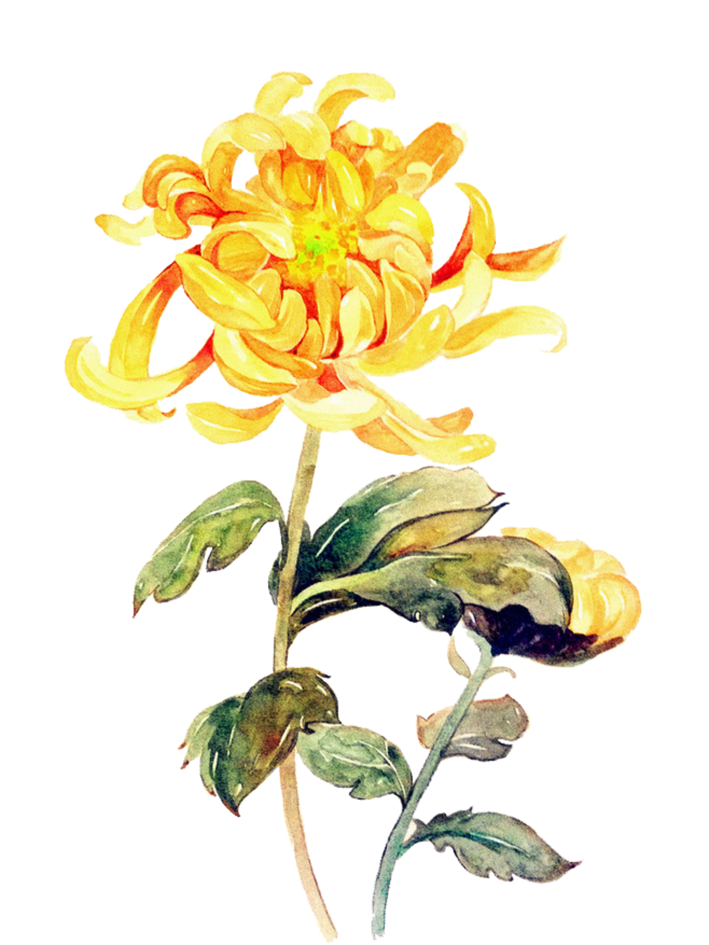 唯美菊花花卉免抠素材素材