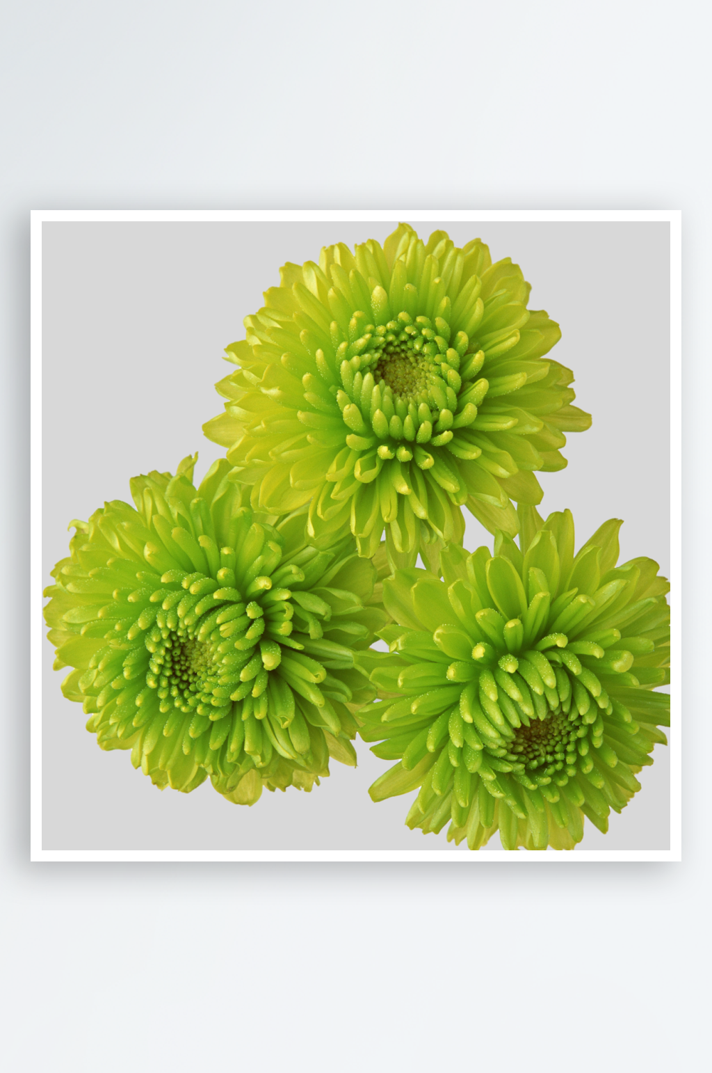 手绘花卉花朵免抠png素材素材