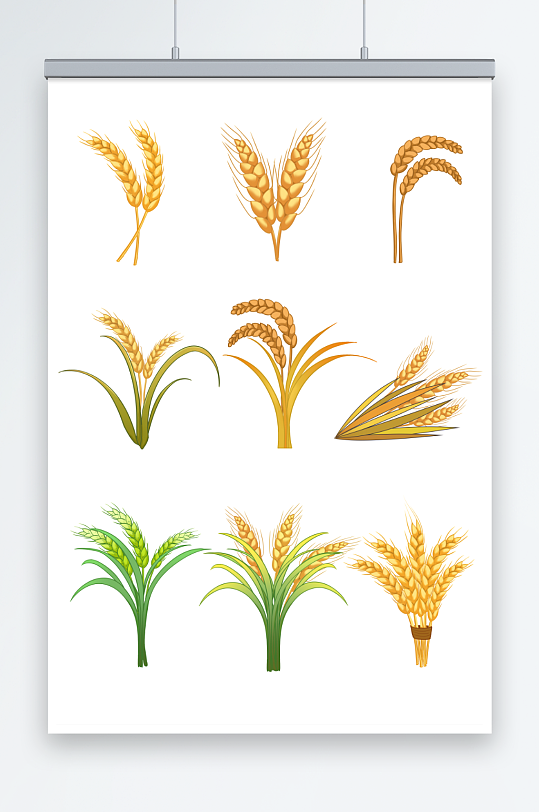 麦穗稻谷农作物稻谷小麦元素插画