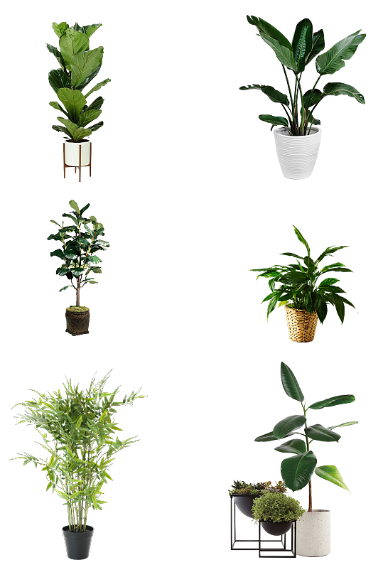 绿植盆栽免扣种植png