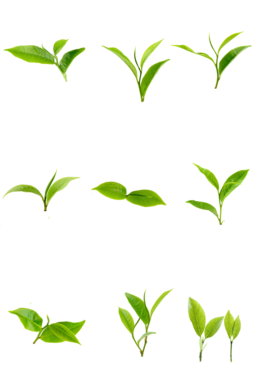 绿茶透明茶树叶茶树绿茶茶叶免扣素材