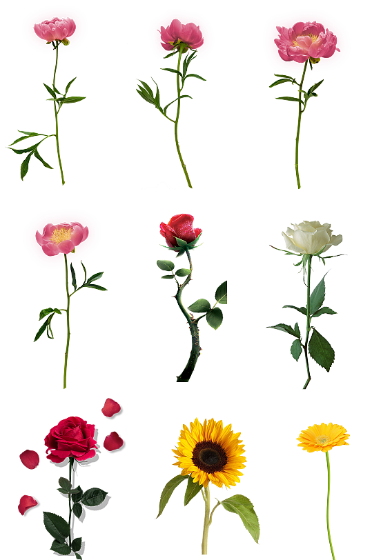 玫瑰花束图片 玫瑰花束素材下载 众图网