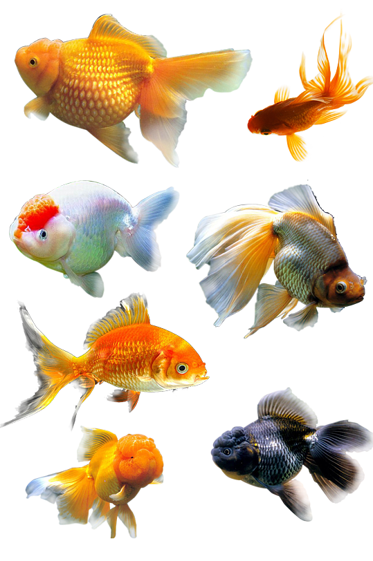 金鱼小鱼高清免扣png素材