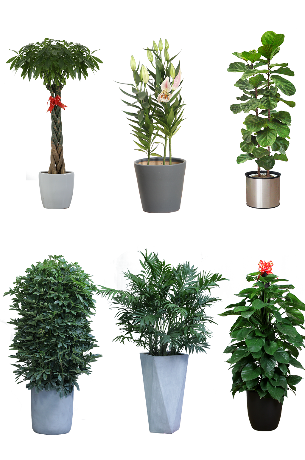 绿植盆栽装饰免扣种植png素材