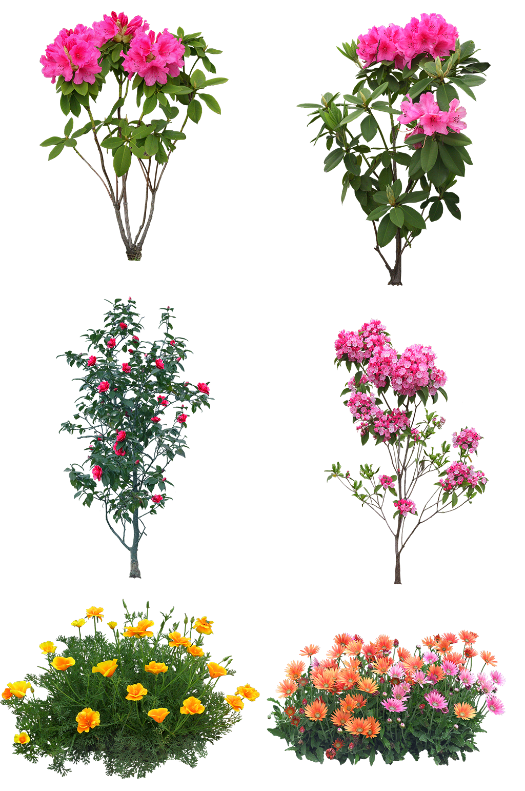 鲜花树枝装饰花花树免扣png元素素材