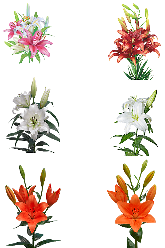 鲜花花朵百合花卉高清免扣png