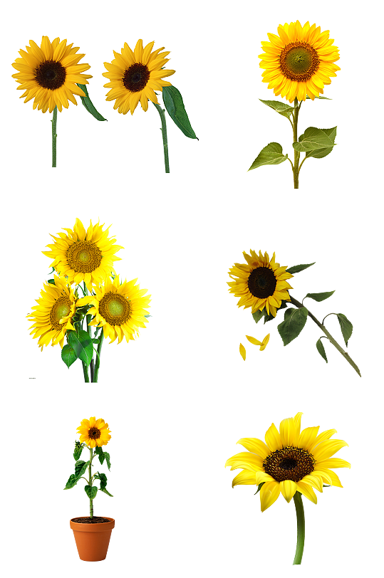 向日葵花束图片 向日葵花束素材下载 众图网