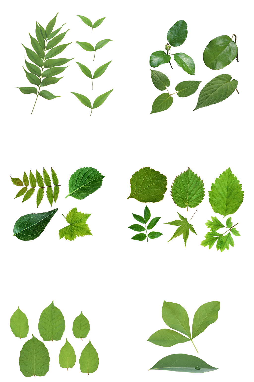 植物自然树叶漂浮叶子免扣png元素素材