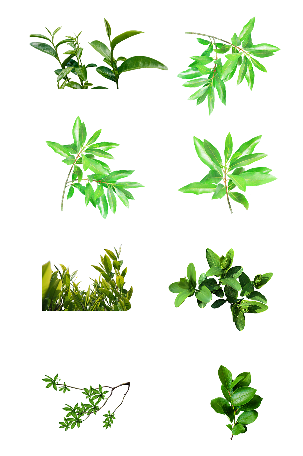 树枝绿叶自然叶子免扣png植物素材