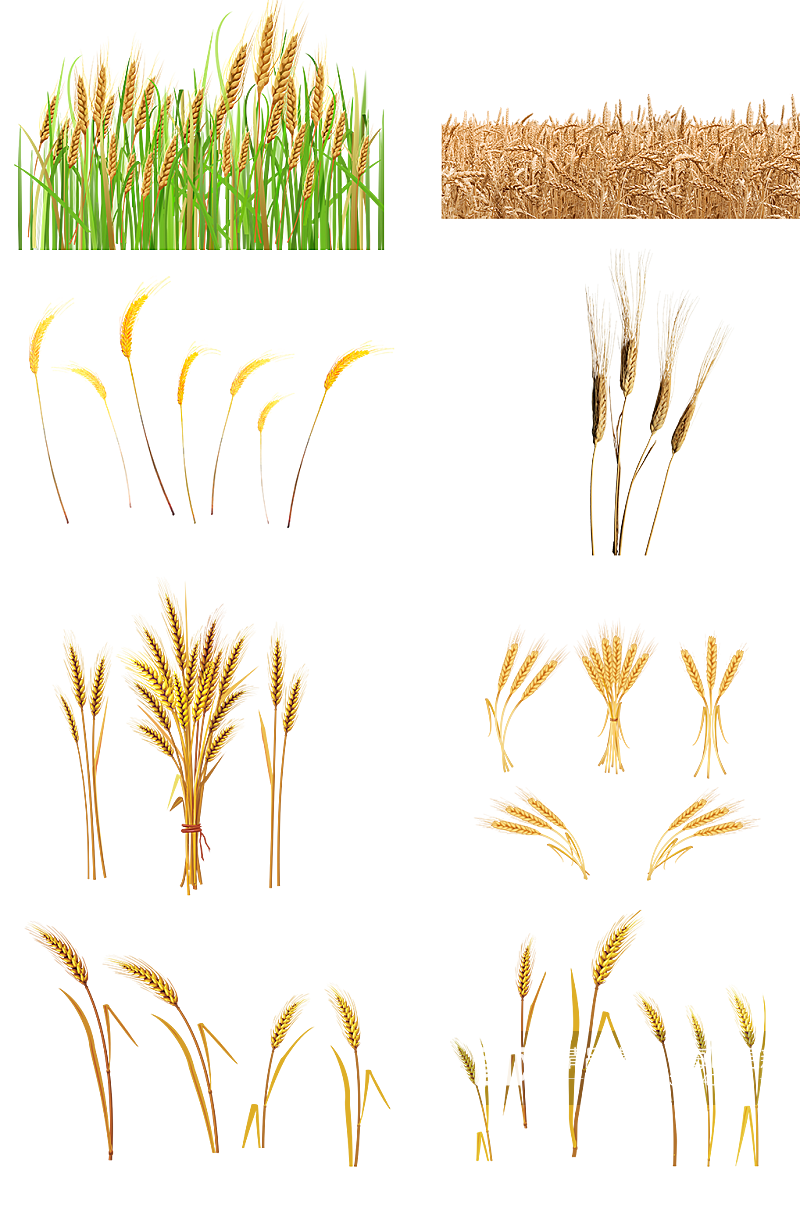 麦田金黄的麦子麦苗小麦大麦高清粮食素材
