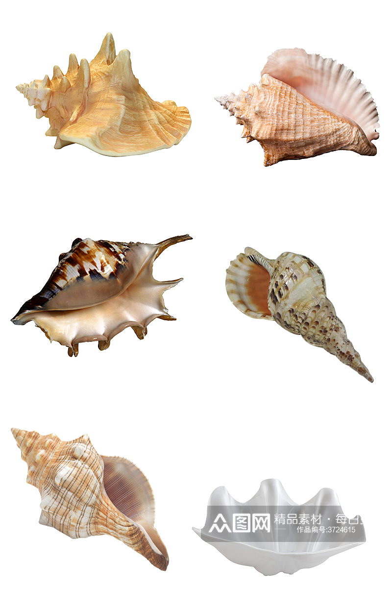 贝壳海边夏天大海自然海螺免扣png素材