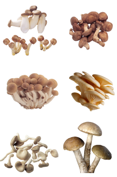香菇海鲜菇蘑菇高清食物菜谱素材免扣png