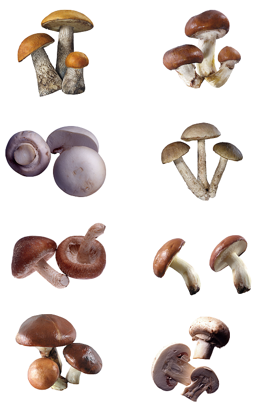 香菇蘑菇海鲜菇美食菜肴菌类免扣素材