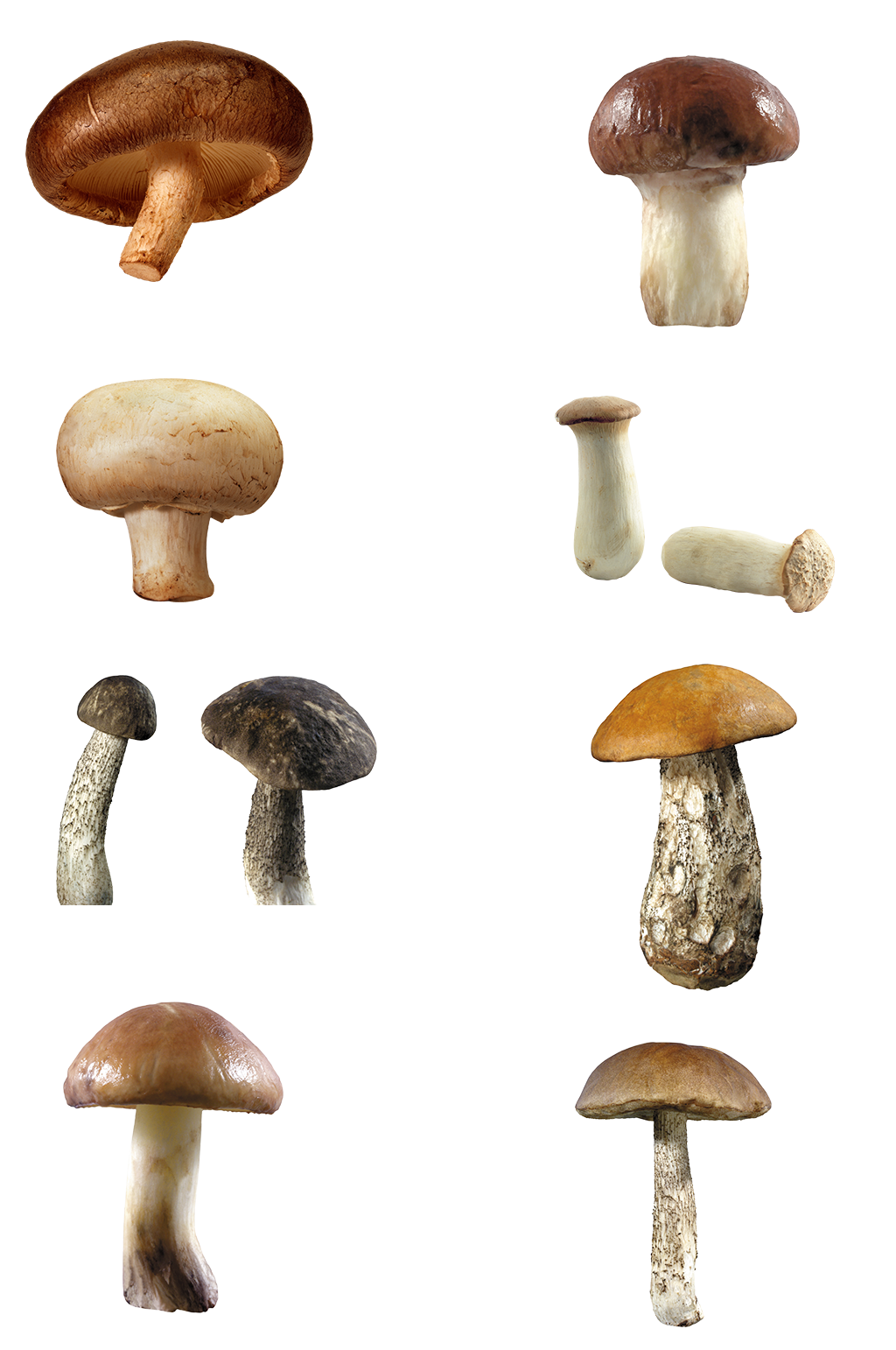 蘑菇海报素材火锅菜谱免扣小元素png香菇素材