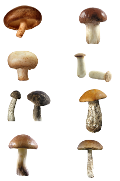 蘑菇海报素材火锅菜谱免扣小元素png香菇
