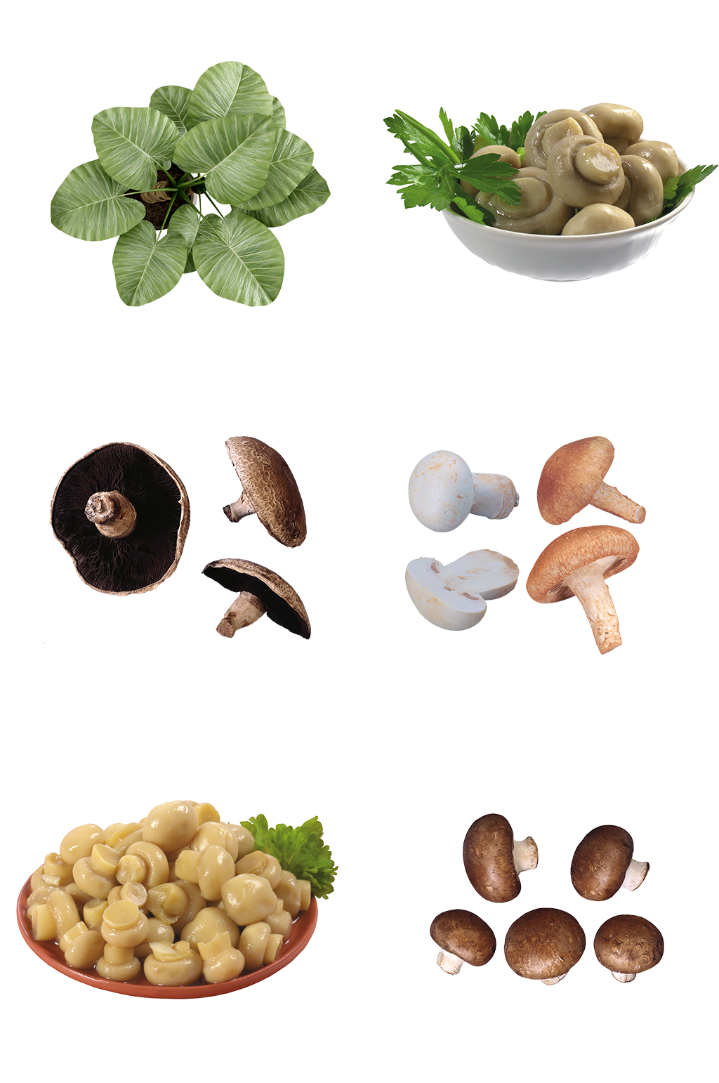 菜单香菇海鲜菇蔬菜免扣png厨房菌菇素材