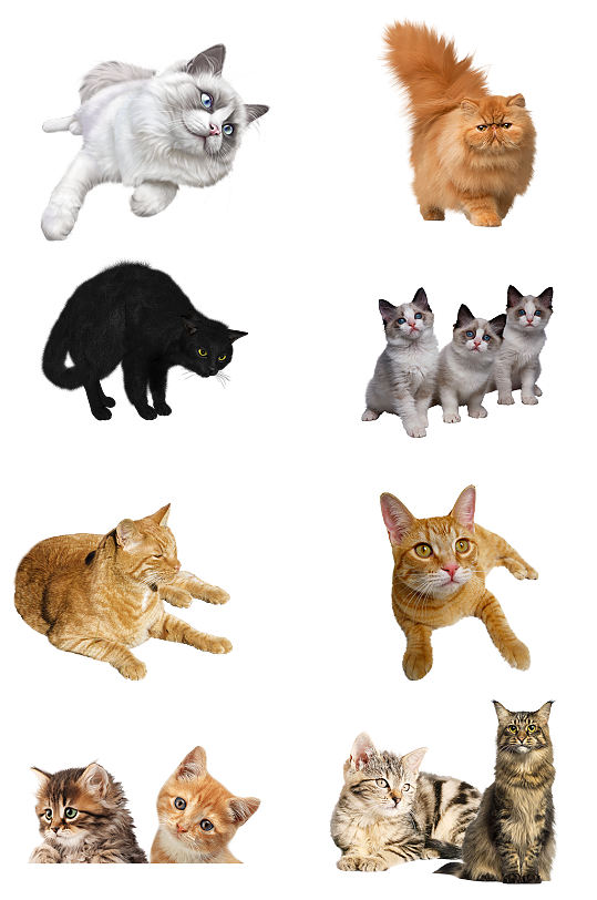 猫脑袋图片-猫脑袋素材下载-众图网