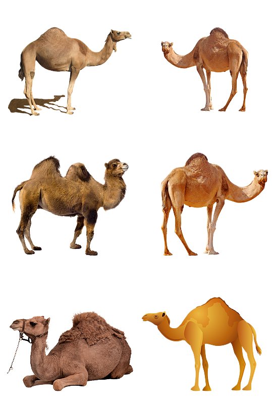 骆驼沙漠旅游海报素材免扣png小元素