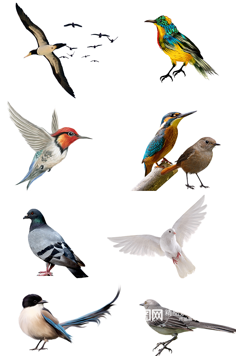 自然鸟类保护环境素材鹦鹉白鸽大雁png素材