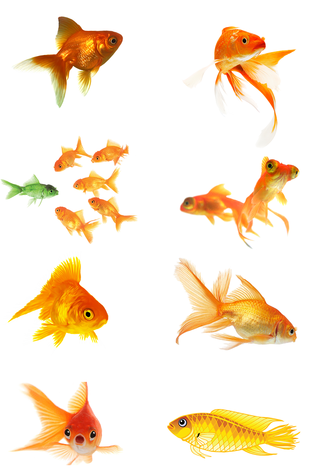 金鱼宠物水产免扣png素材生物海底素材