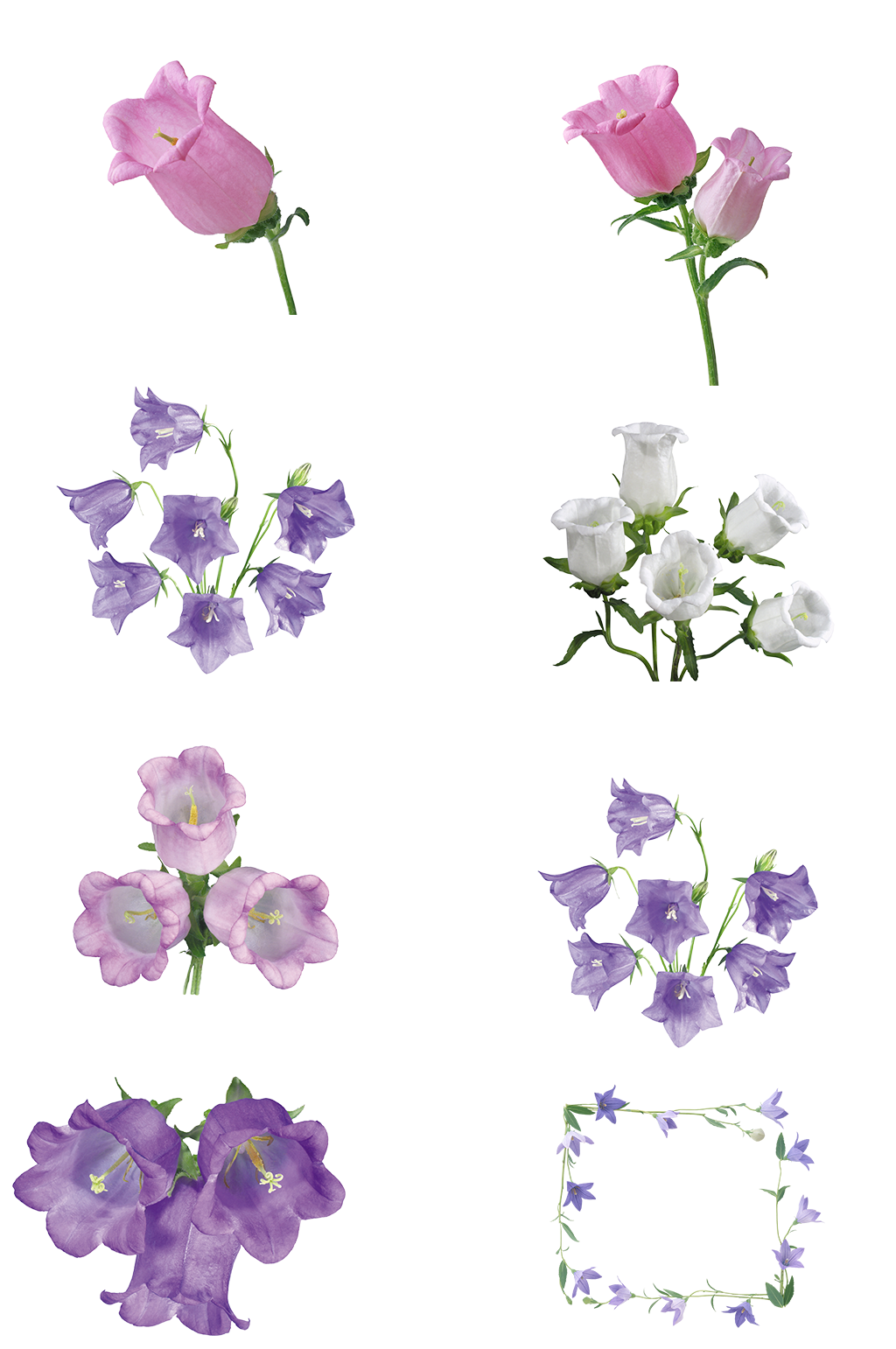 喇叭花素材春天百花齐放鲜花小清新花卉素材