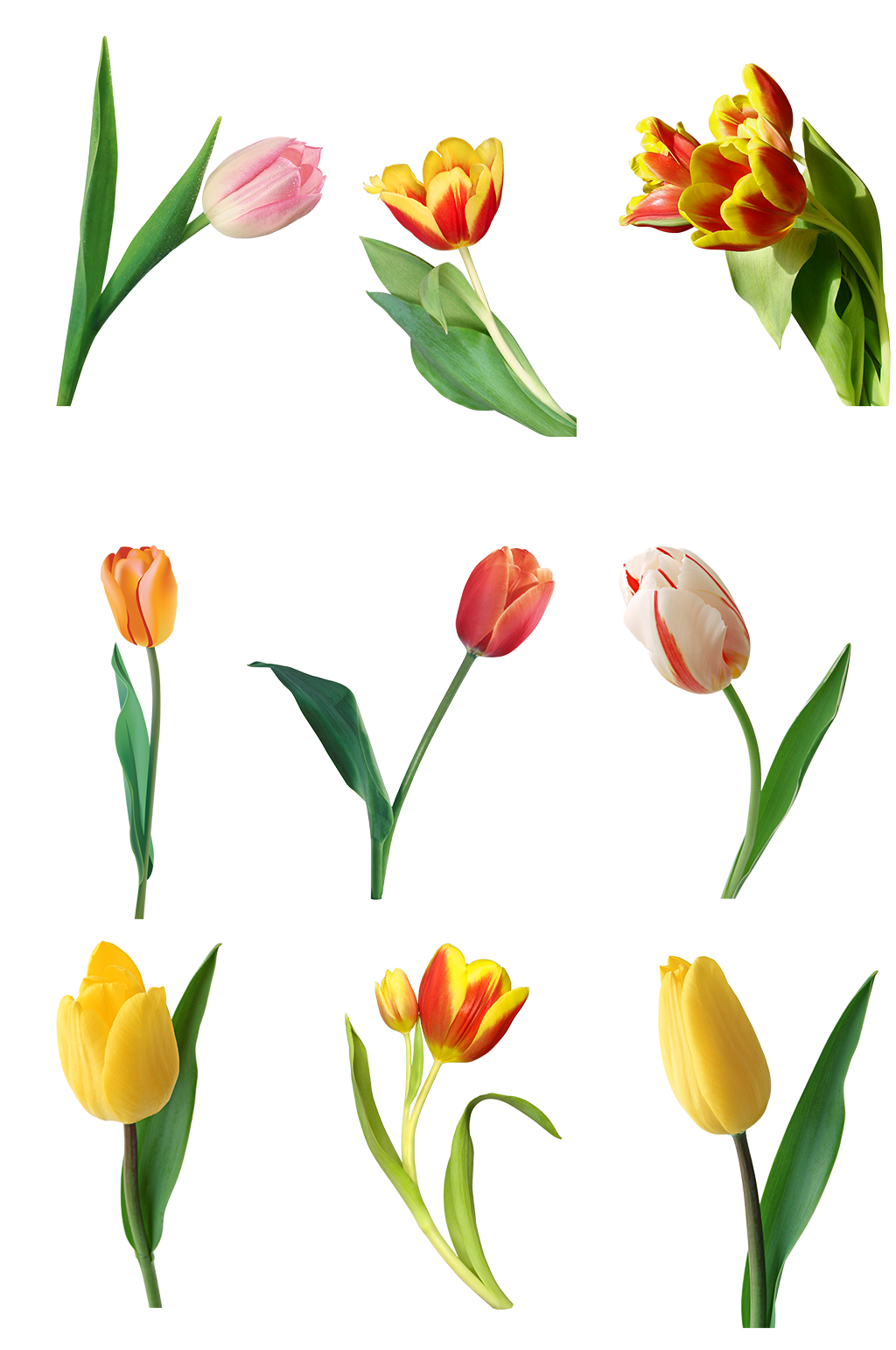 郁金香免扣png素材鲜花春天小清新一朵花素材