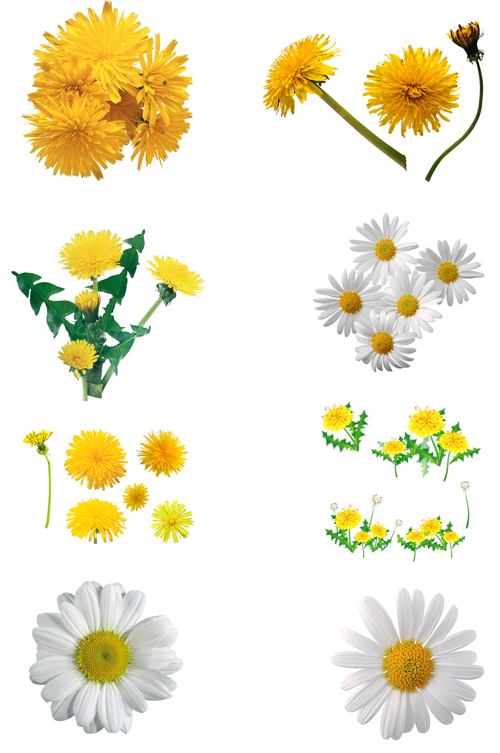 鲜花雏菊野菊花洋甘菊免扣png春天小清新素材