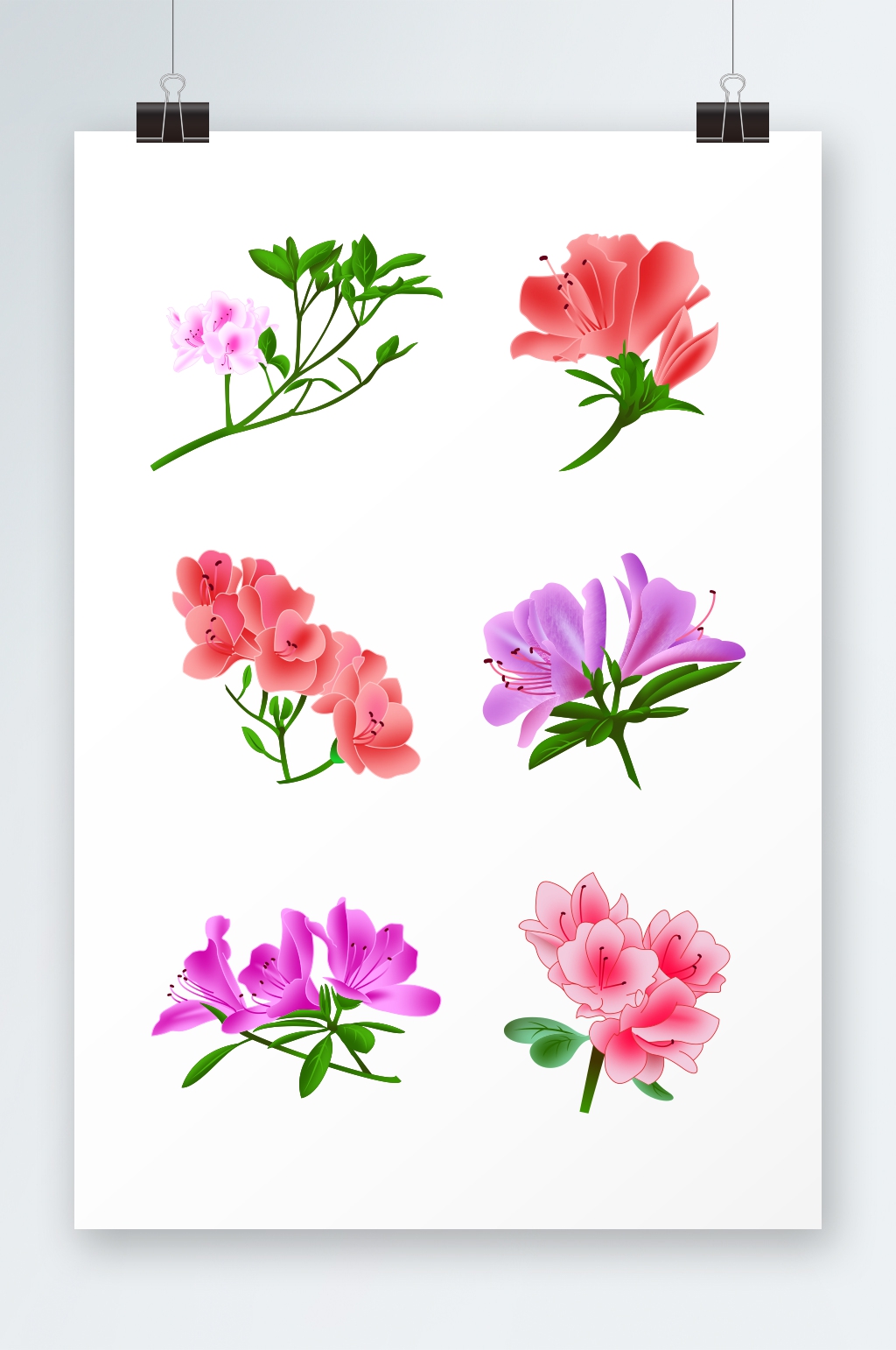 春意盎然手绘杜鹃花花卉元素插画素材