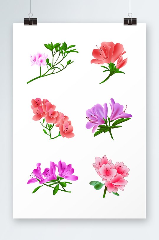 春意盎然手绘杜鹃花花卉元素插画-众图网