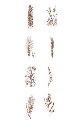 手绘粮食稻穗设计素材