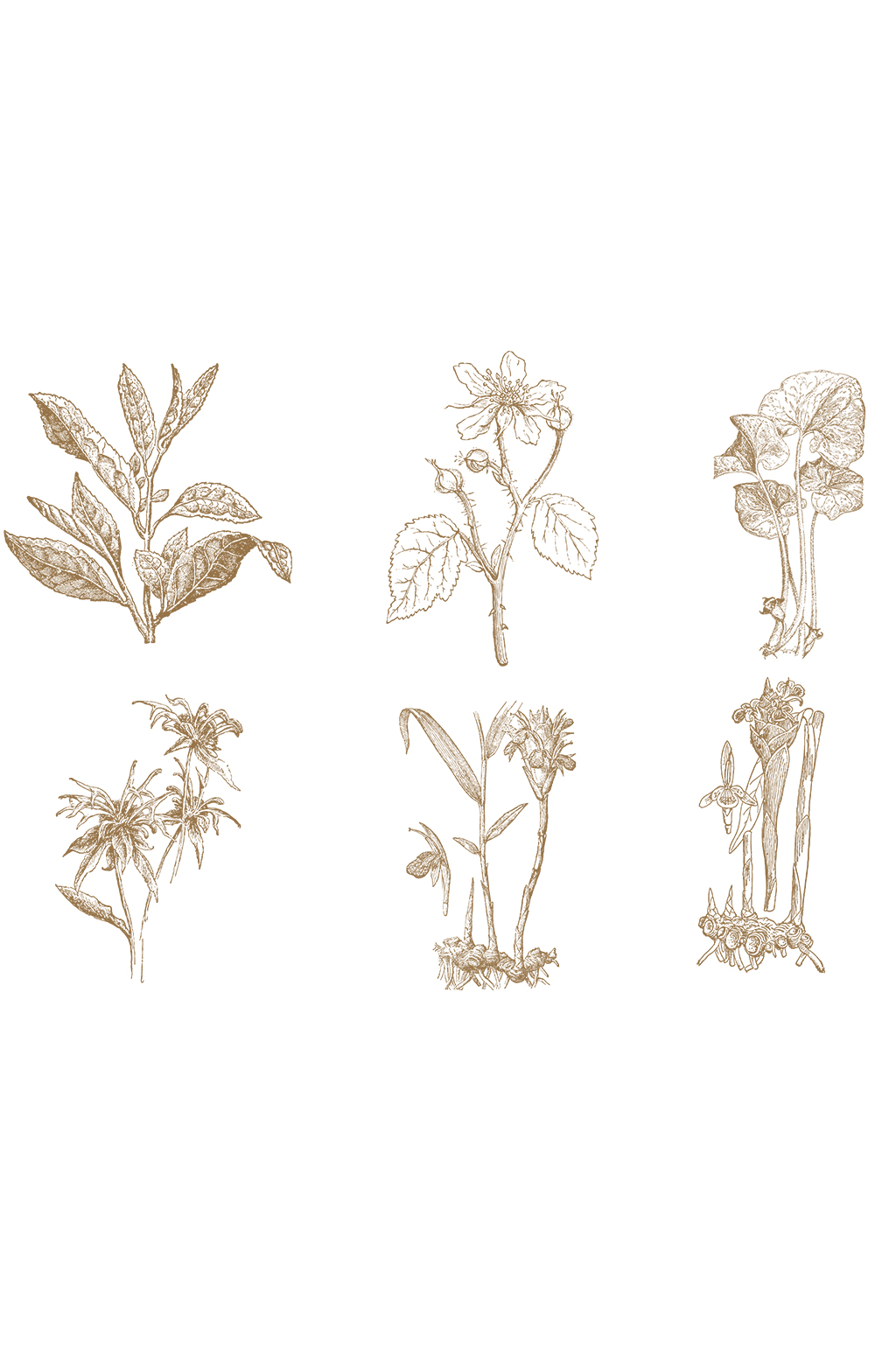 手绘线描植物设计素材素材