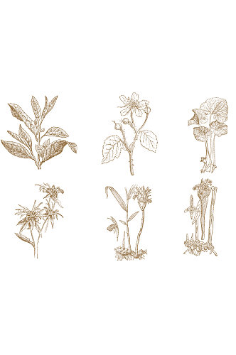 手绘线描植物设计素材