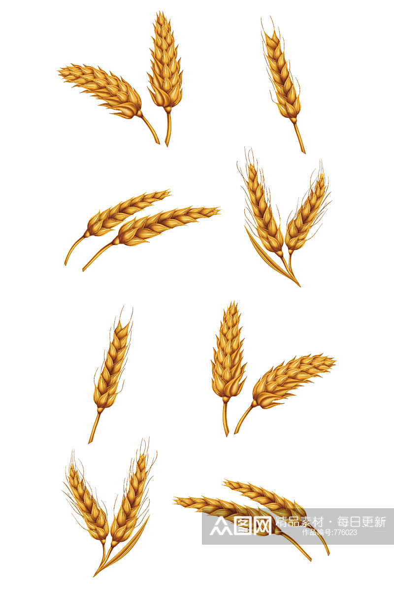白色背景上分离的小麦小穗图矢量素材