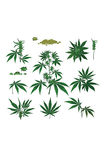 大麻植物种子树枝矢量