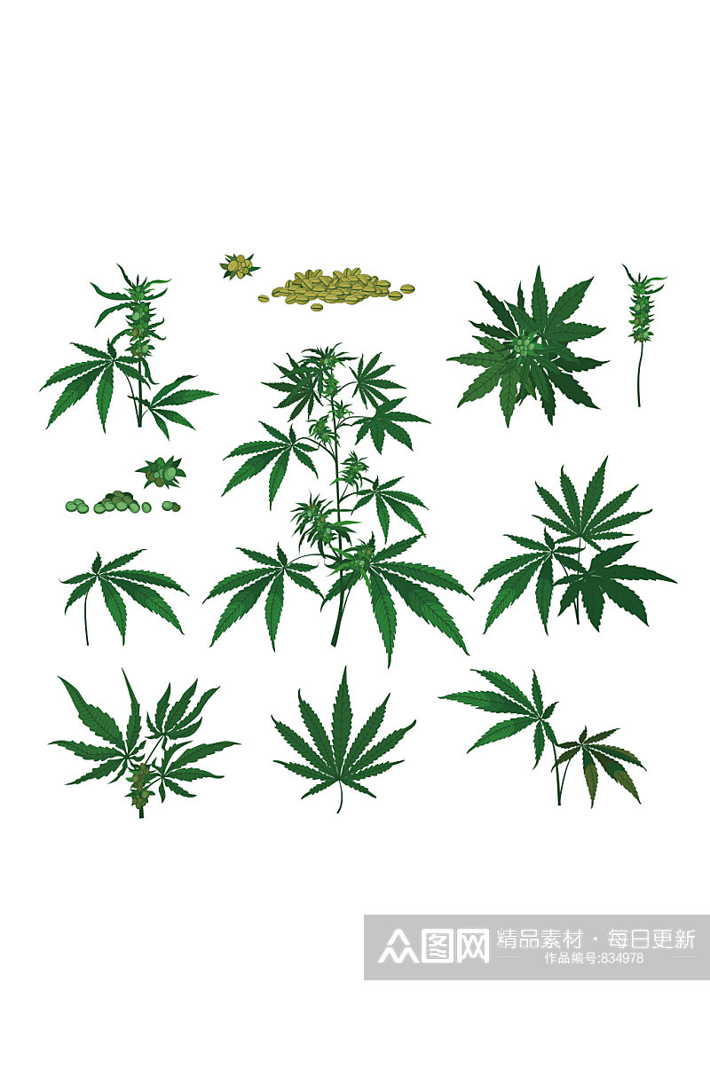 大麻植物种子树枝矢量素材