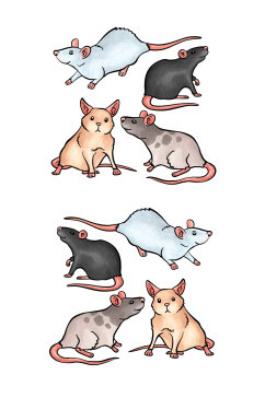 绘画包装小手绘创意可爱老鼠矢量
