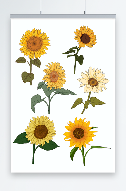 写实向日葵花卉元素插画-众图网