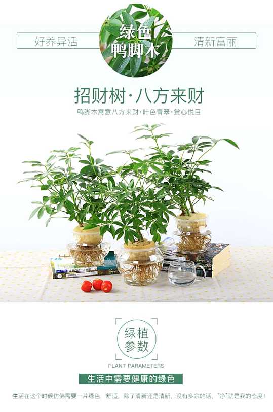 绿植植物盆栽水培天猫淘宝详情页