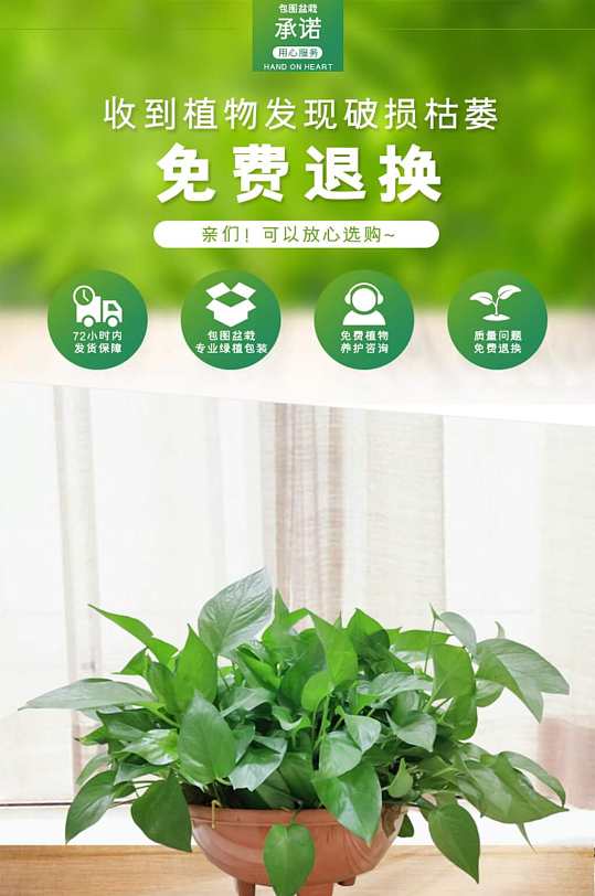 绿植绿色植物盆栽天猫淘宝详情页
