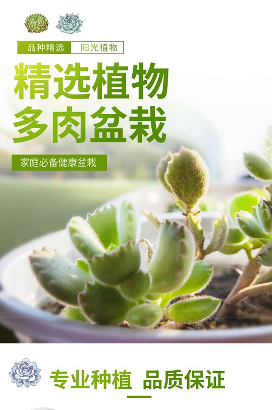 小清新简约多肉盆栽详情页