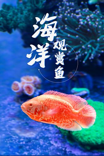 蓝色活体水族生物淡水冷水热带观赏鱼详情页