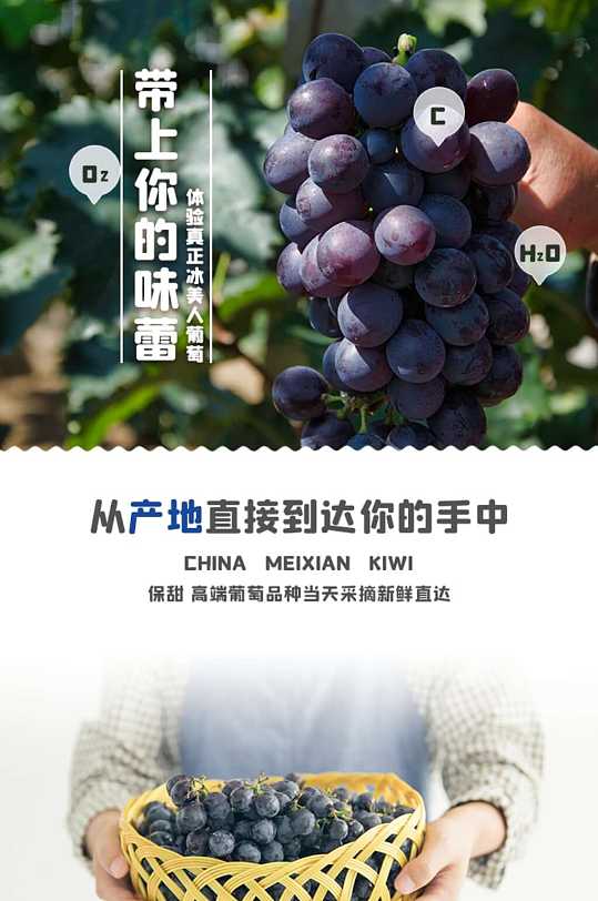 有机营养美味葡萄冬季新品水果蔬菜详情页