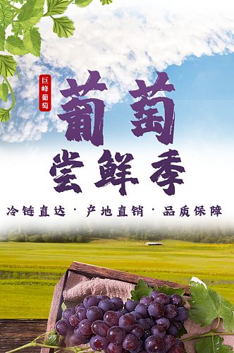 紫色巨峰葡萄电商淘宝详情页模板食品茶饮